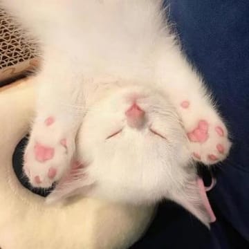 Ảnh đại diện Thanh Lâm